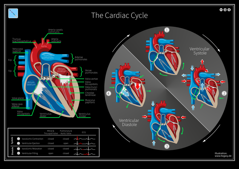800px-07_Hegasy_Cardiac_Cycle_Wiki_EN_CCBYSA.png