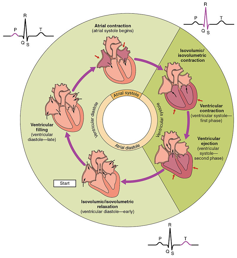 800px-2027_Phases_of_the_Cardiac_Cycle.jpeg