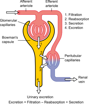 300px-Physiology_of_Nephron.png