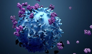 Düzenleyici T hücreleri - TReg
