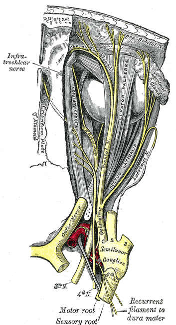 Nervus Oculomotorius