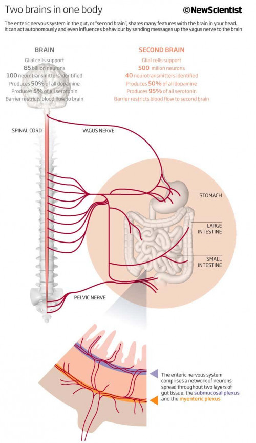 Enterik Sinir Sistemi