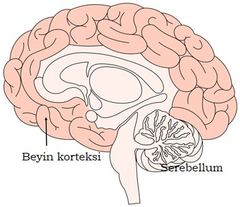 Beyin korteksi 
