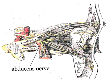 Nervus Abducens