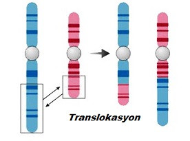 Translokasyon - Füzyon geni