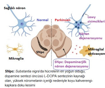 Dopamin: Nigrostriatal yolak