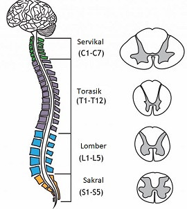 Spinal kord disfonksiyonu