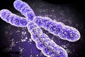 Kromozom patolojileri