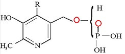 B6 vitamini (pyridoxine - pyridoxal - pyridoxamine)