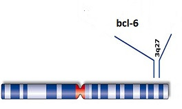 BCL6 geni * bcl-6