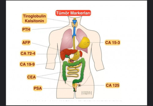 Önemli tümör markerleri