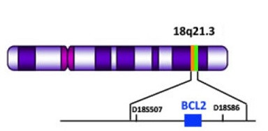 blc-2 geni * BCL2
