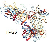  TP63  mutasyonu sendromları