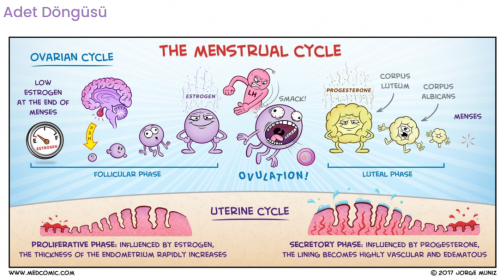 menstrual siklus