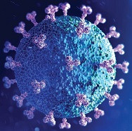 Ensefalit: Herpes simplex virus 2 (HHV2) - Genital herpes