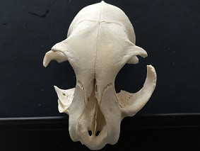 Anensefali - Anencephalus craniorachischisis