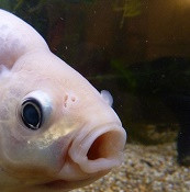 Balık ağzı anomalisi