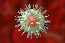 Herpes virüs (Herpesvirus; Herpesviridae) infeksiyonu