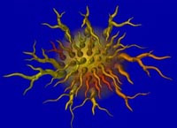 Antijen sunan hücreler (dendritik hücreler; APC)